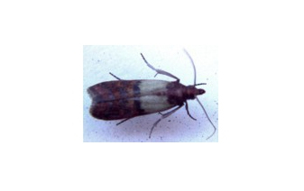 Indian Meal Moths