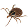 Ticks